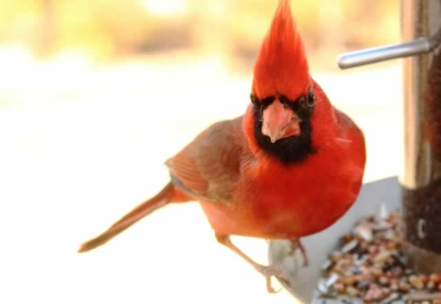 Male Cardinal, head on view ... Tyler, Texas